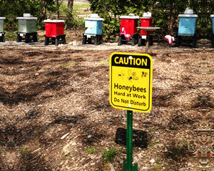 Bee Warning Signs