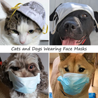 Cats and dogs wearing a mask